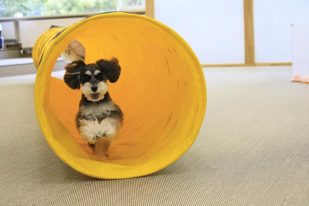 Yutorelo Tateshina Hotel With Dogs 茅野 外观 照片